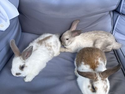 Adorable Baby Bunnies - Ready for Their Forever Homes