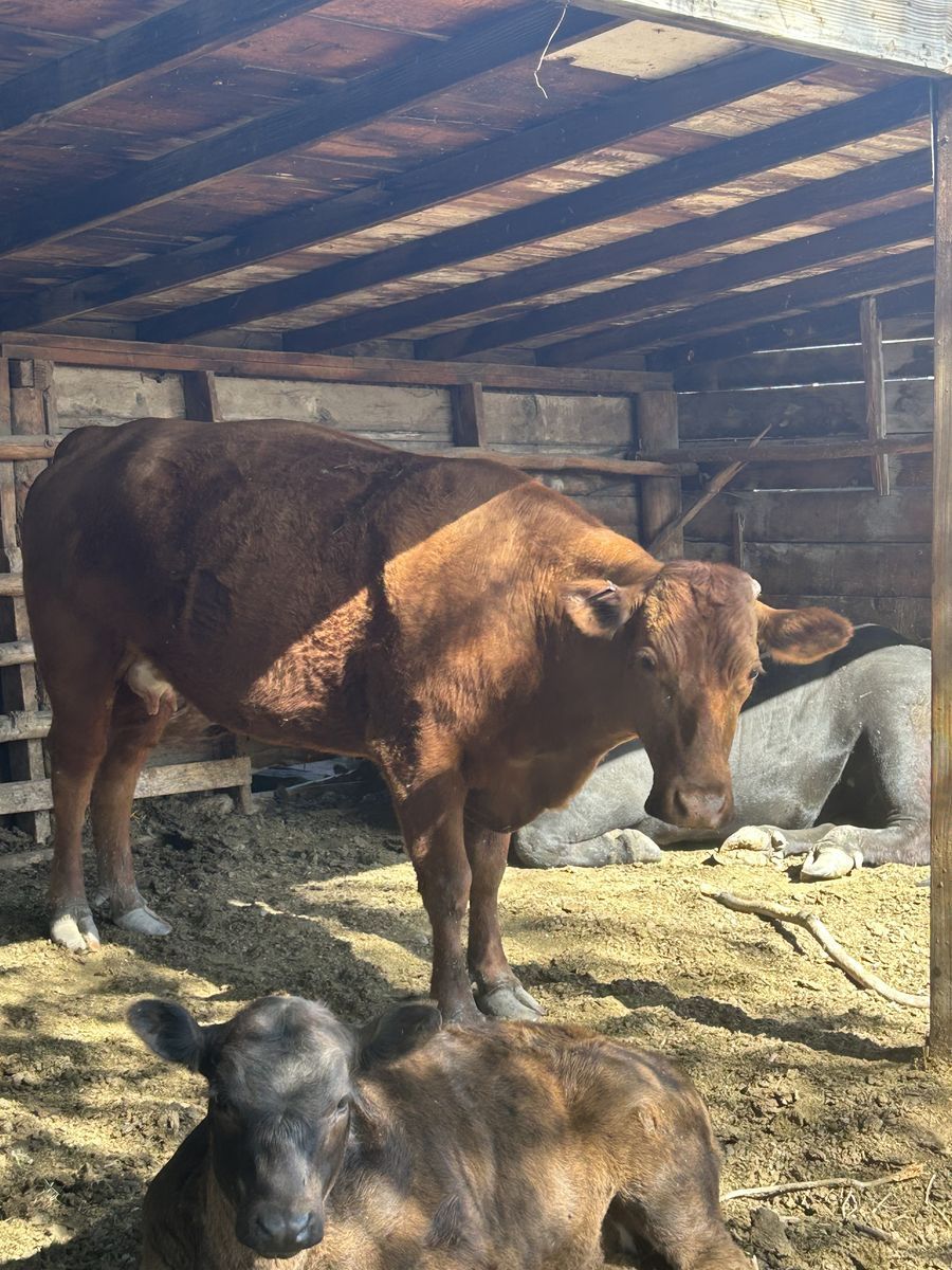 Cow and calf