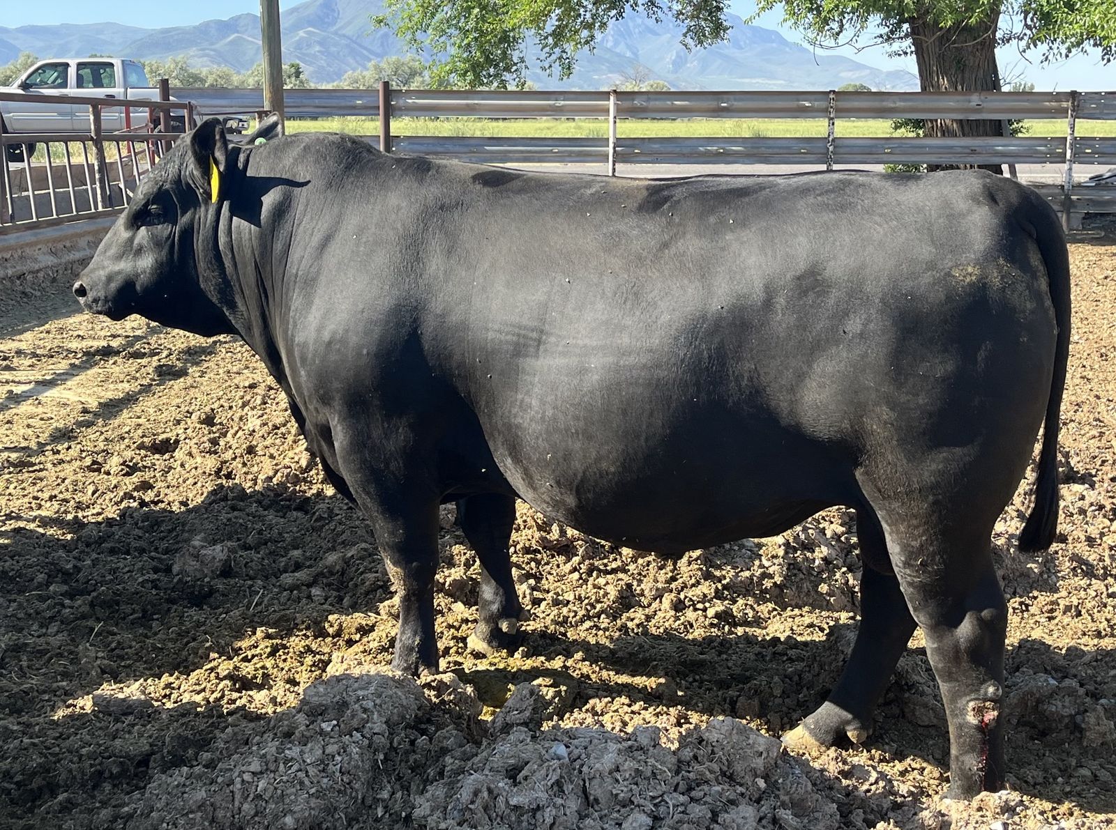 Big Yearling Angus Bulls