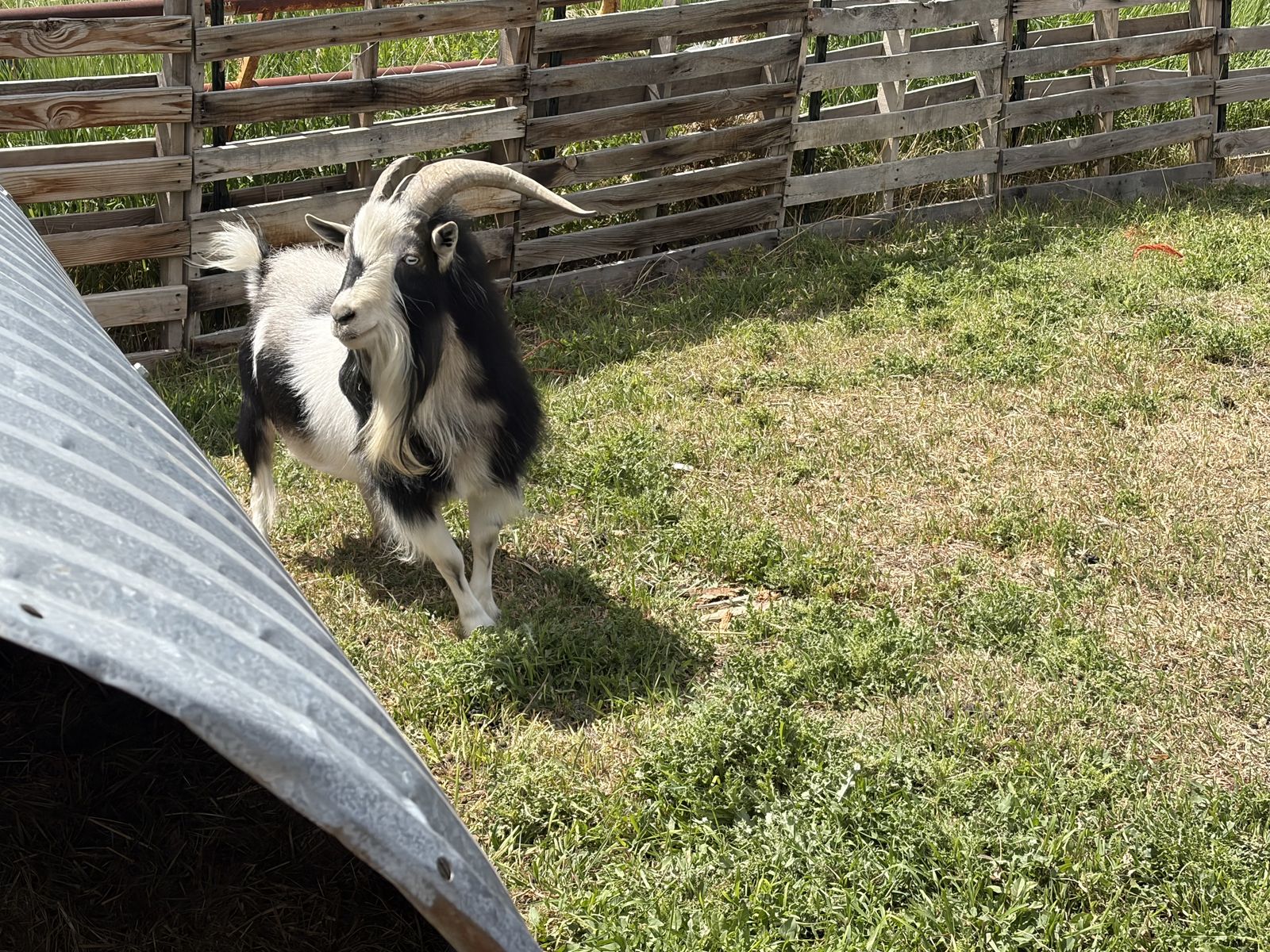 Blue eyed Nigerian dwarf buck for sale