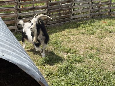 Blue eyed Nigerian dwarf buck for sale