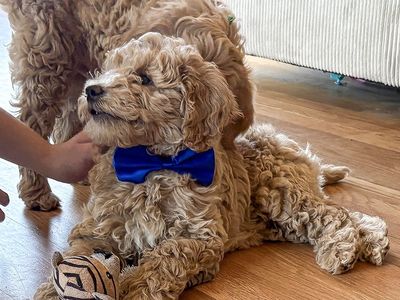 1 mini Goldendoodle updated 7/23/26 like cavapoo, aussiedoodle, poodle, cockapoo maltipoo cocker spaniel king charles cavalier