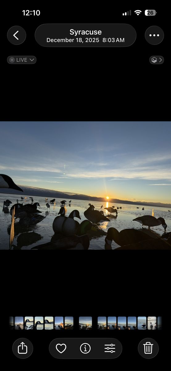 Divebomb Canada Silos