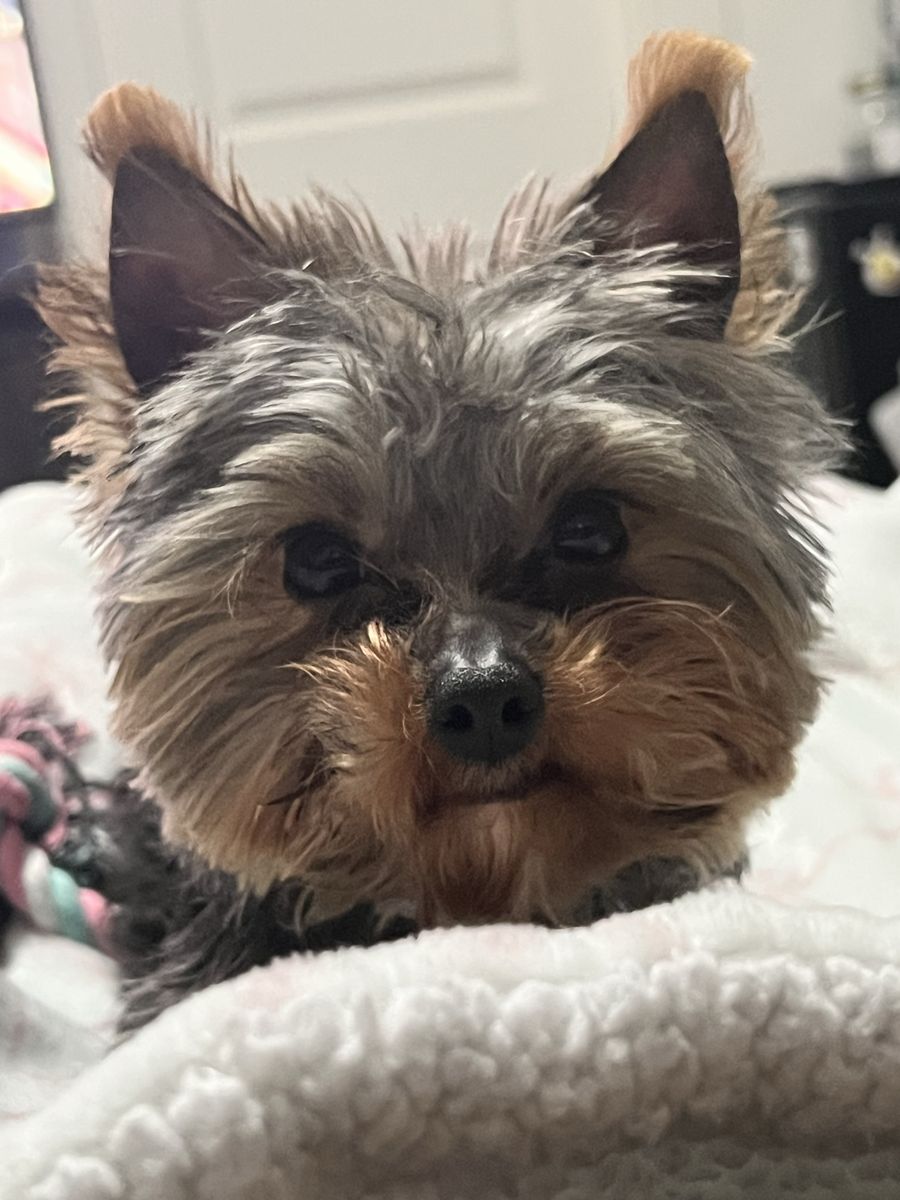 Female Yorkie AKC