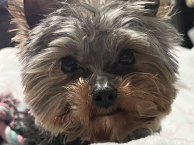 Female Yorkie AKC