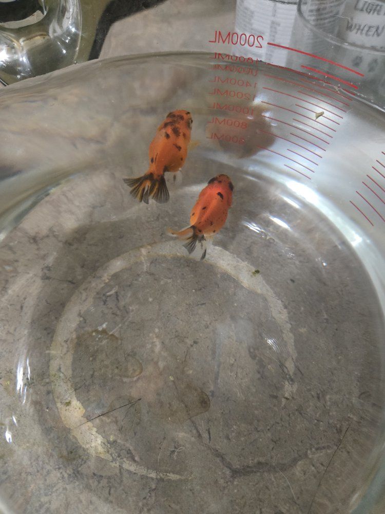 Baby Shogun Goldfish