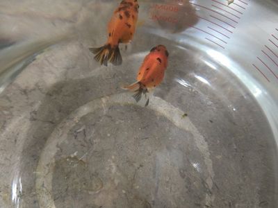 Baby Shogun Goldfish