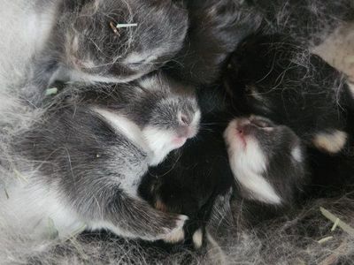 Holland Lop/Dwarf Rabbit mix BUNNIES