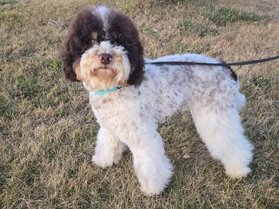 AKC chocolate parti phantom teddy bear mini poodle stud