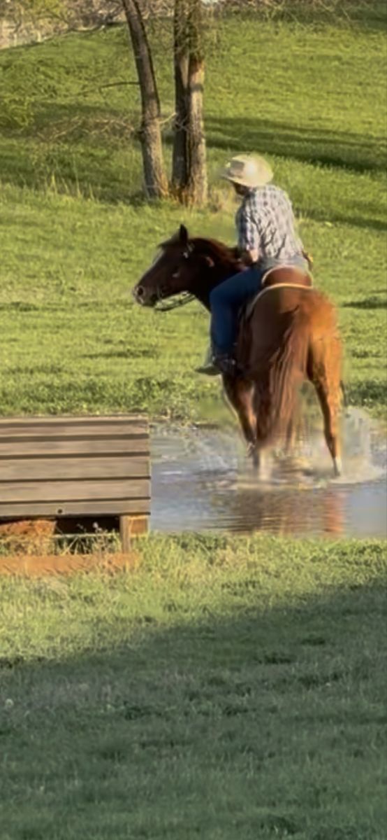 AQHA Gelding