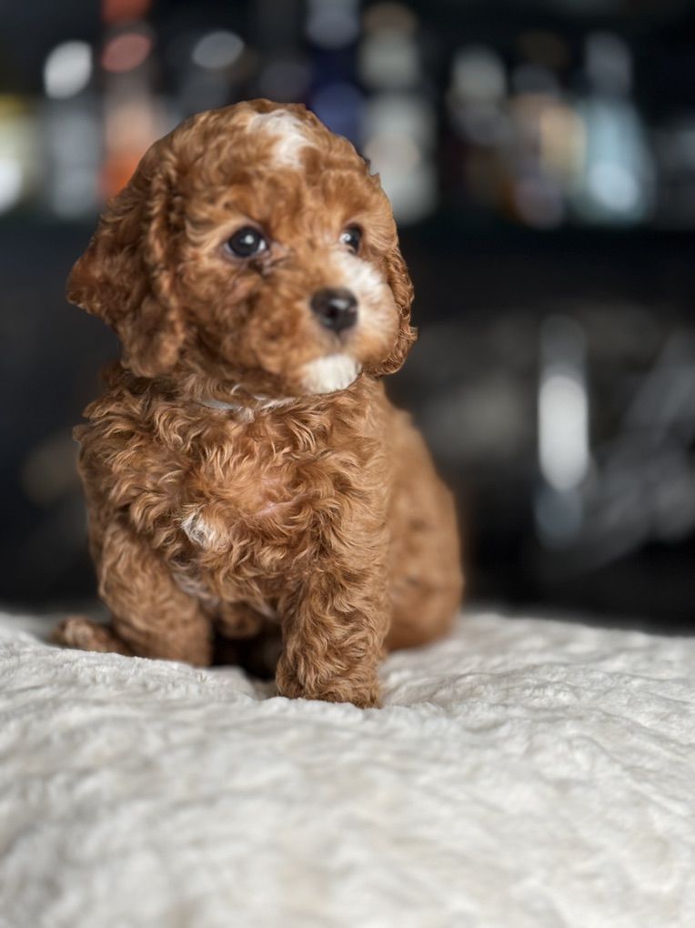 Darling, Tiny Cavapoo Puppy