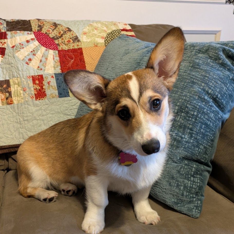 AKC Pembroke Welsh Corgi- 7 month old female with breeding rights