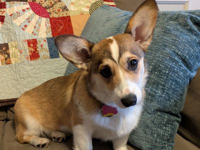 AKC Pembroke Welsh Corgi- 7 month old female with breeding rights