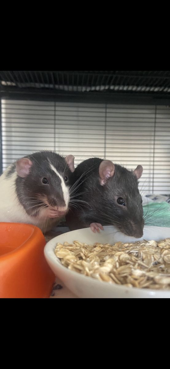 2 Pet Rats with Cage