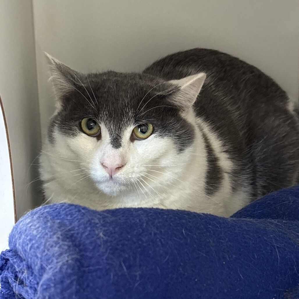 Hello my name is Grey