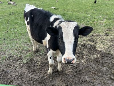 Holstein