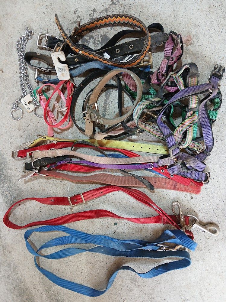 Dog cat collar leash
