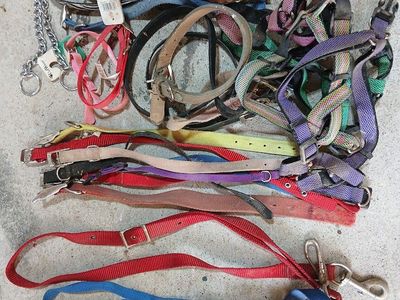 Dog cat collar leash