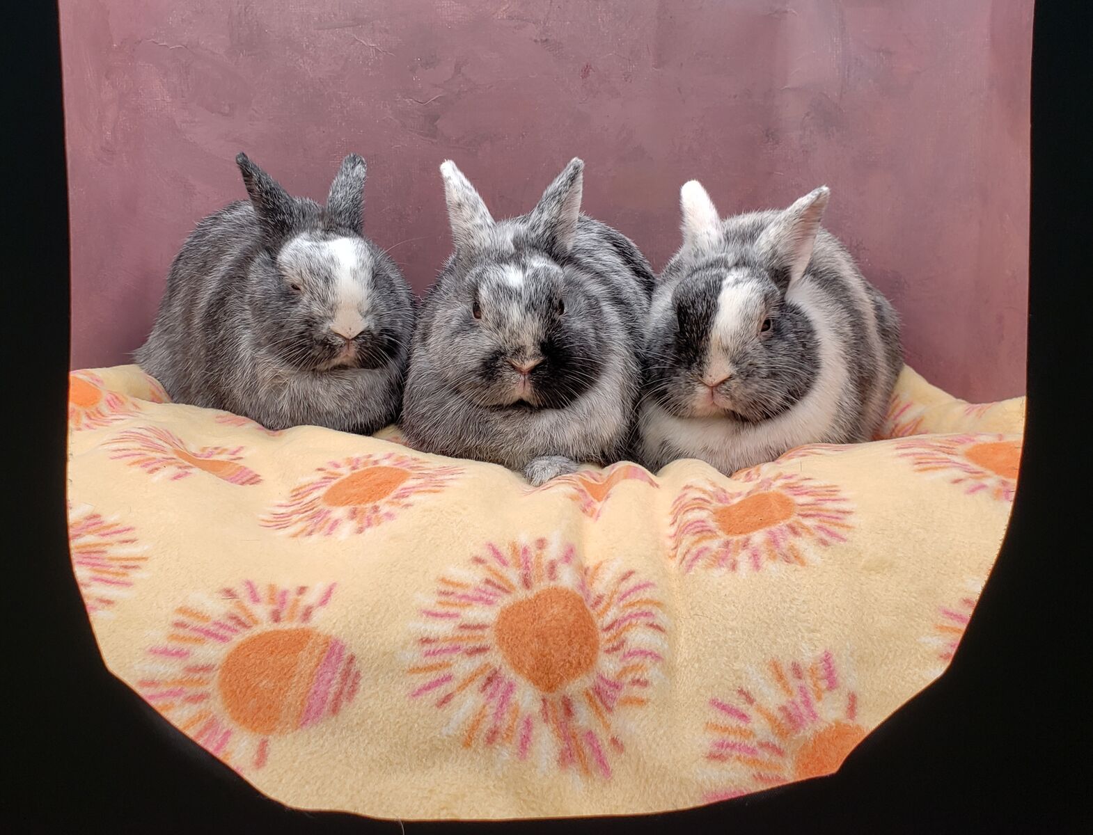 Sweetest family - FOSTER TO ADOPT - TRIO