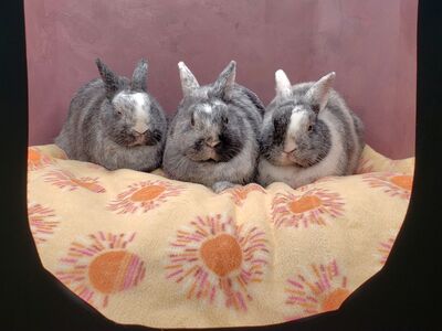 Sweetest family - FOSTER TO ADOPT - TRIO