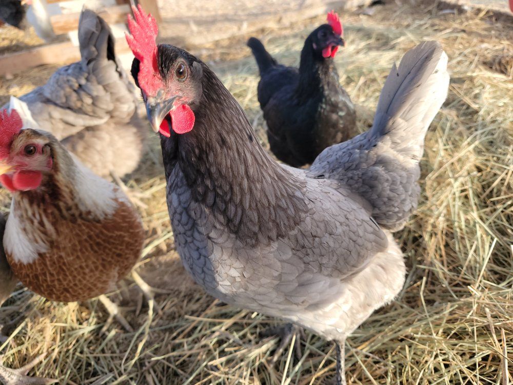 Silverudds Blue Hen