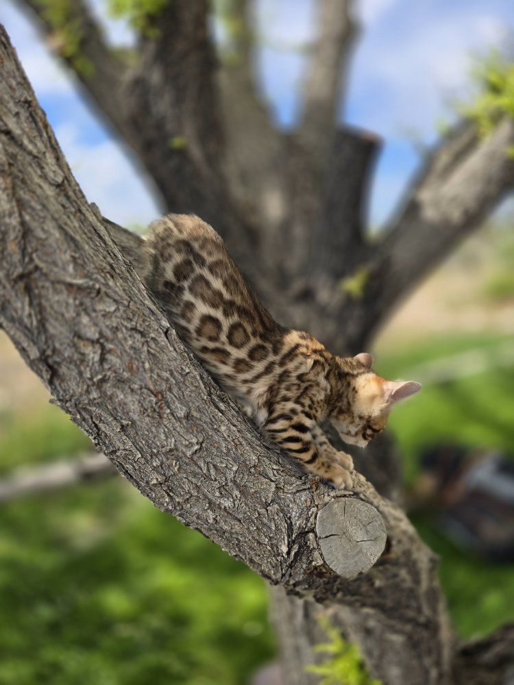 Female TICA Bengal Kitten Available
