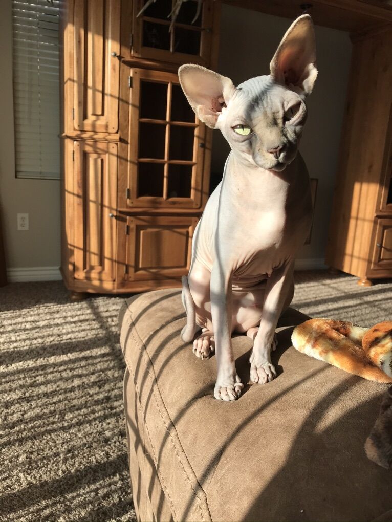 Sphynx