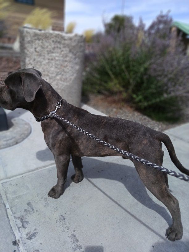 Registered purebred Cane Corso Puppies