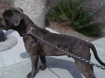 Registered purebred Cane Corso Puppies