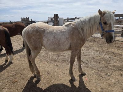 2024 Bakshir Curly Palomino Filly
