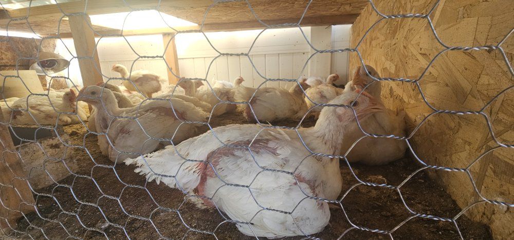 Chiken ready  20 each.