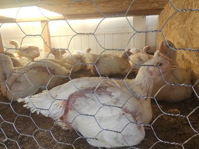 Chiken ready 20 each.
