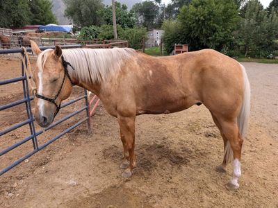 10 yr grade Palomino gelding