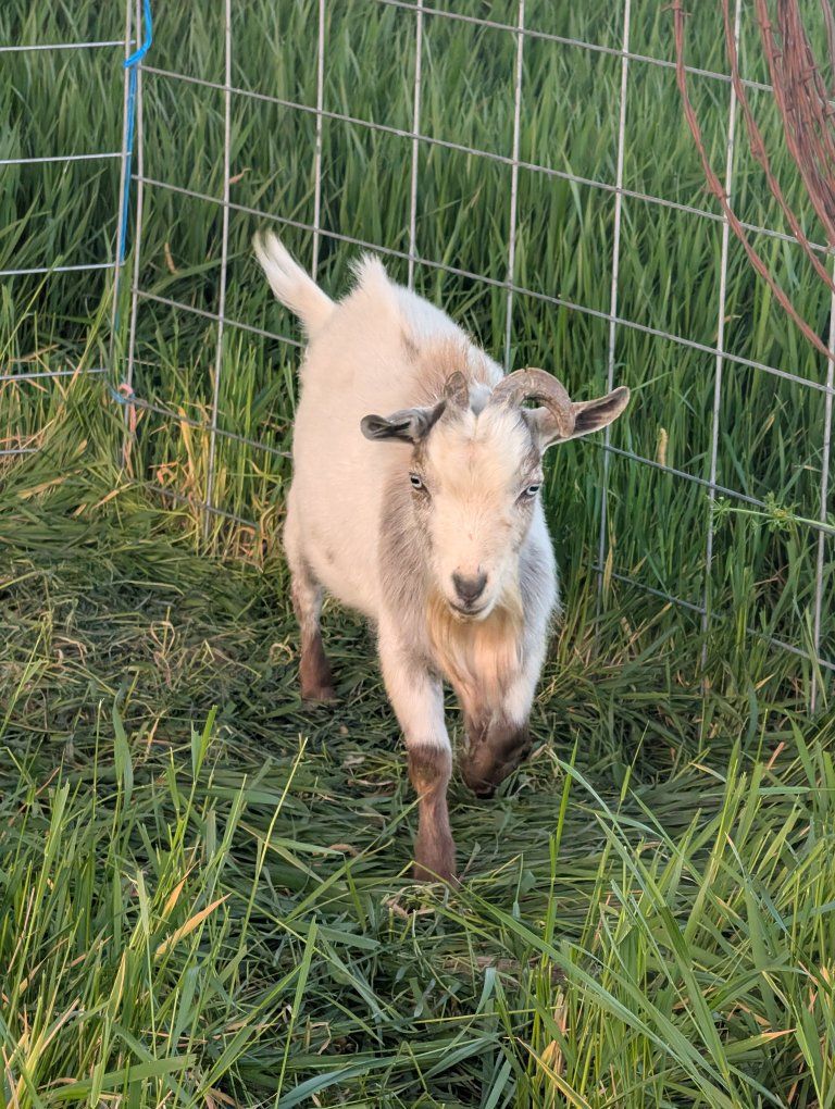 Nigerian Goat Bucks (Male)