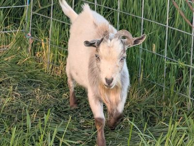 Nigerian Goat Bucks (Male)