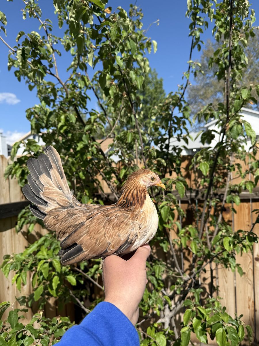 Polla fenix x Azteca