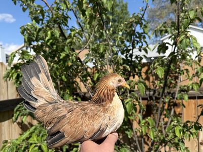 Polla fenix x Azteca