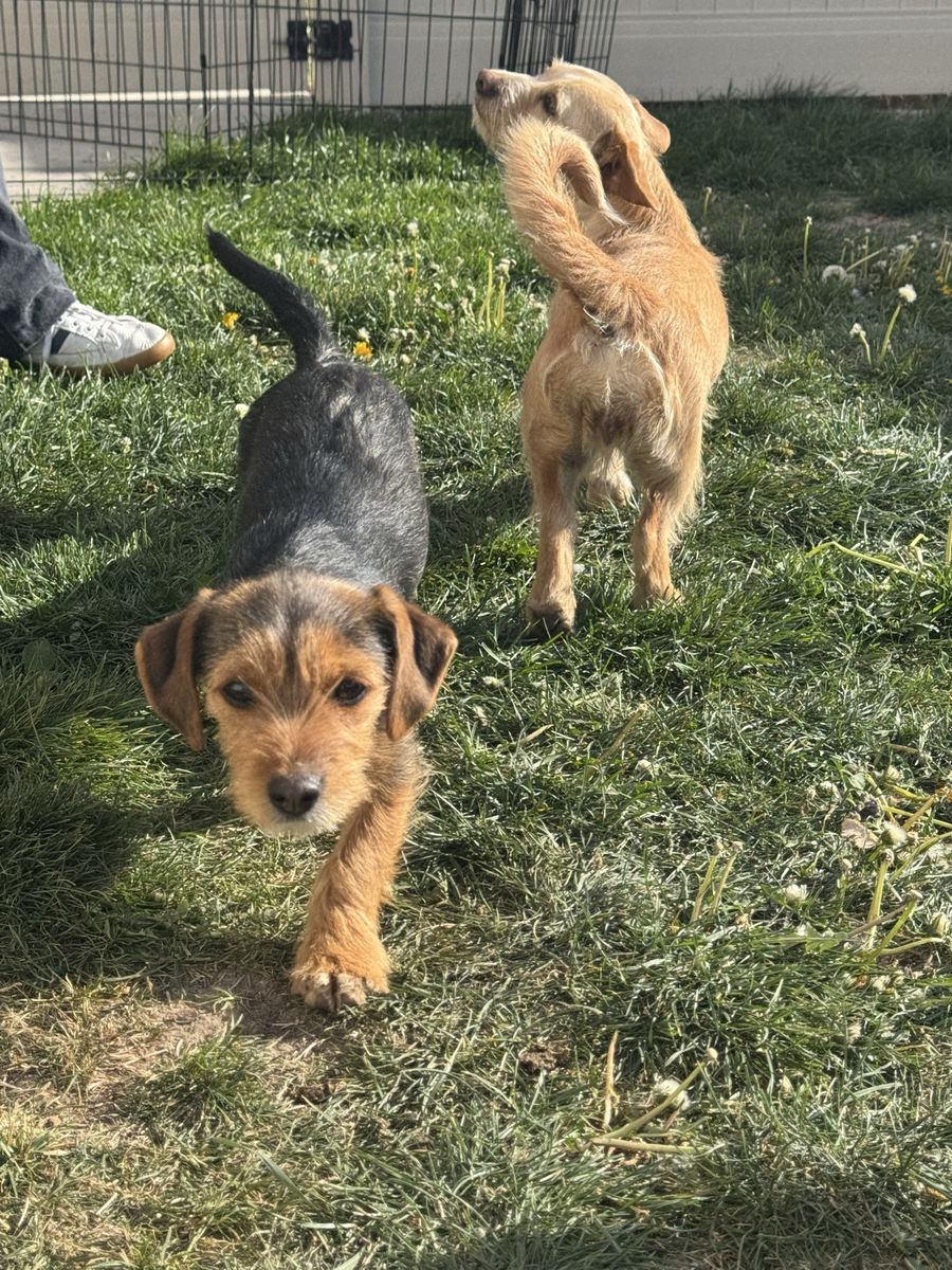 Free dogs