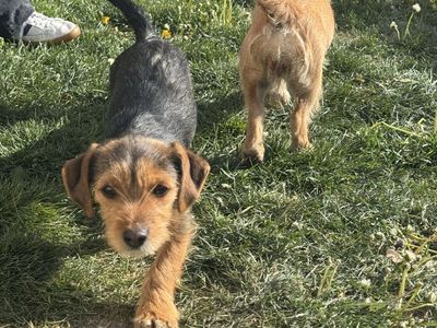 Free dogs