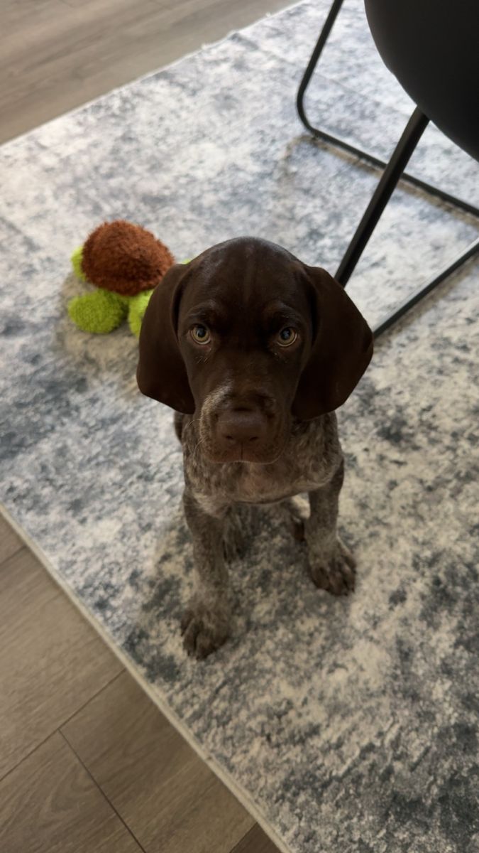 German Shorthaired Pointer Puppy Rehome 