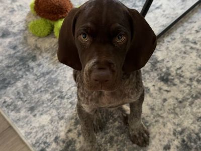 German Shorthaired Pointer Puppy Rehome