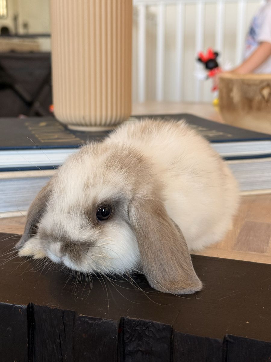 Holland Lop Bunnies