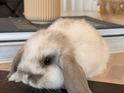 Holland Lop Bunnies