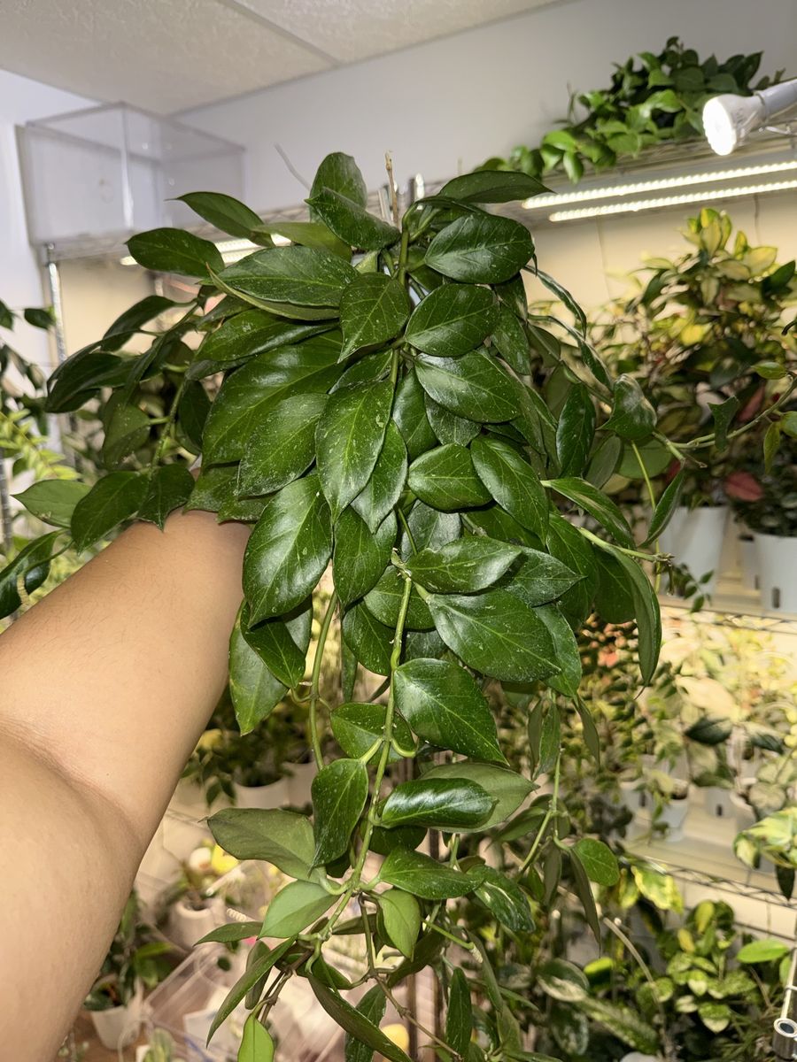 Hoya obscura - Plant