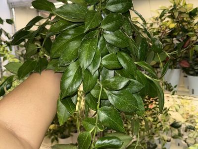 Hoya obscura - Plant