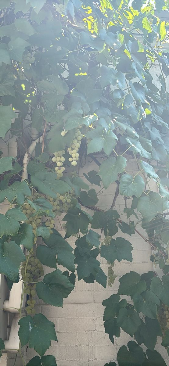 Fresh Green Grapes for sale or trade Vine Plants / Fresh Produce