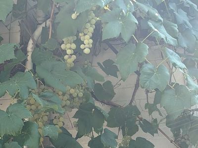 Fresh Green Grapes for sale or trade Vine Plants / Fresh Produce