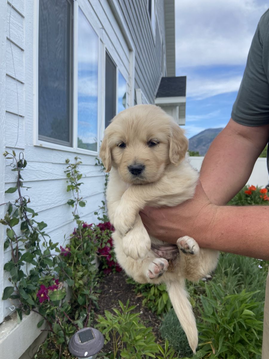 Golden Retriever Puppies