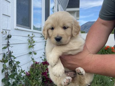 Golden Retriever Puppies