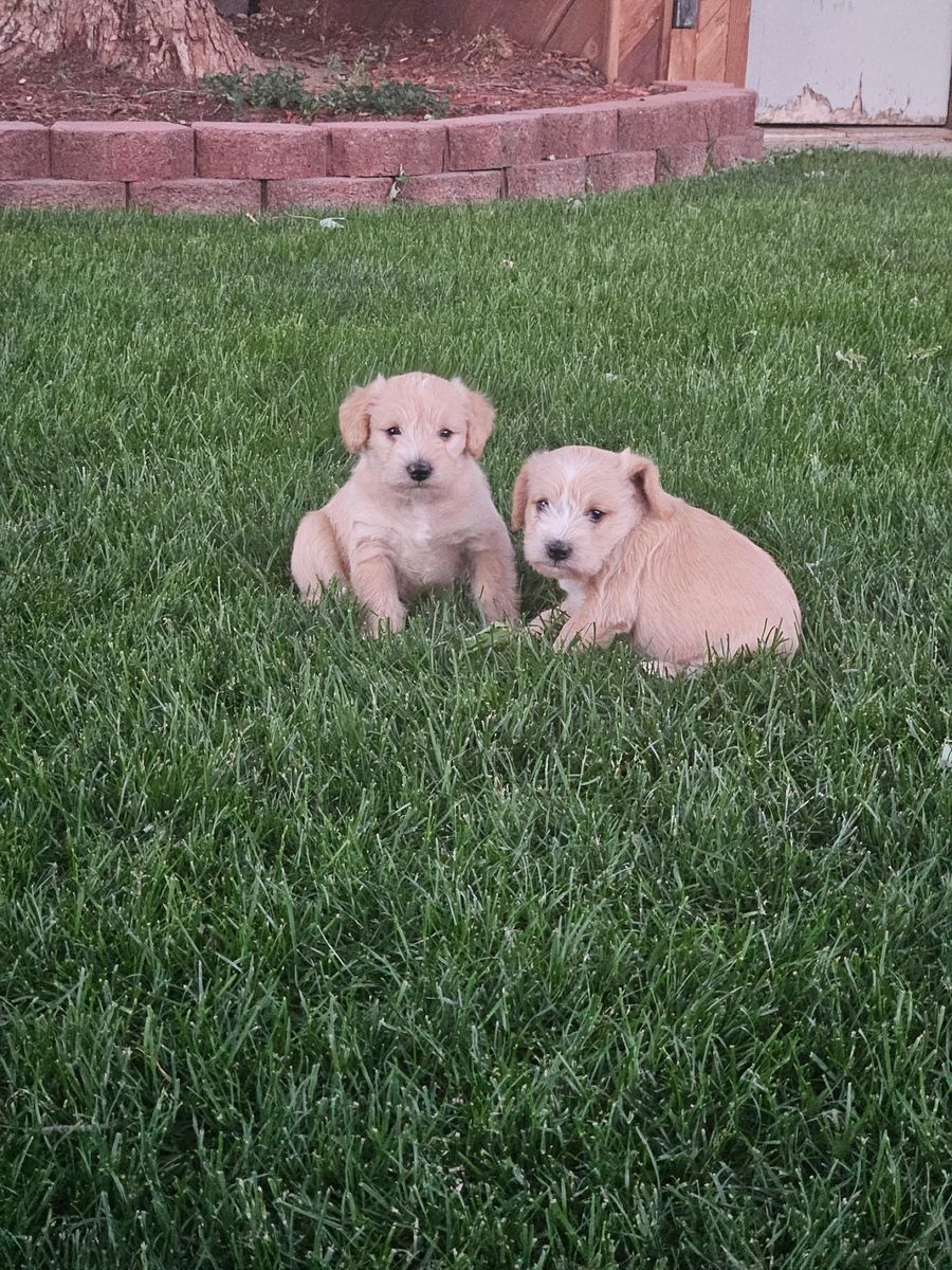 F1 Teddy Bear Schnoodle puppies (Apricot)